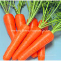 Zanahoria fresca china en alta calidad